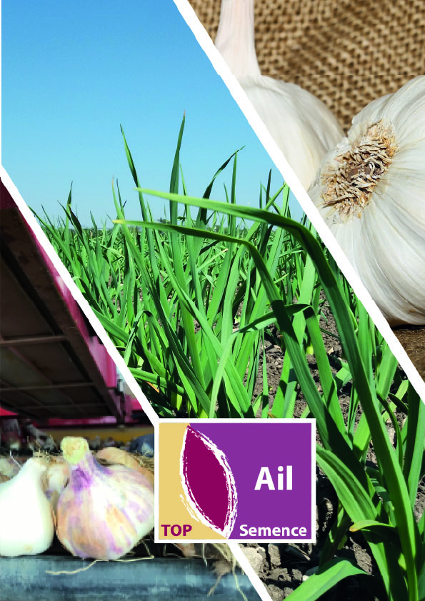TOP Semence : ail 