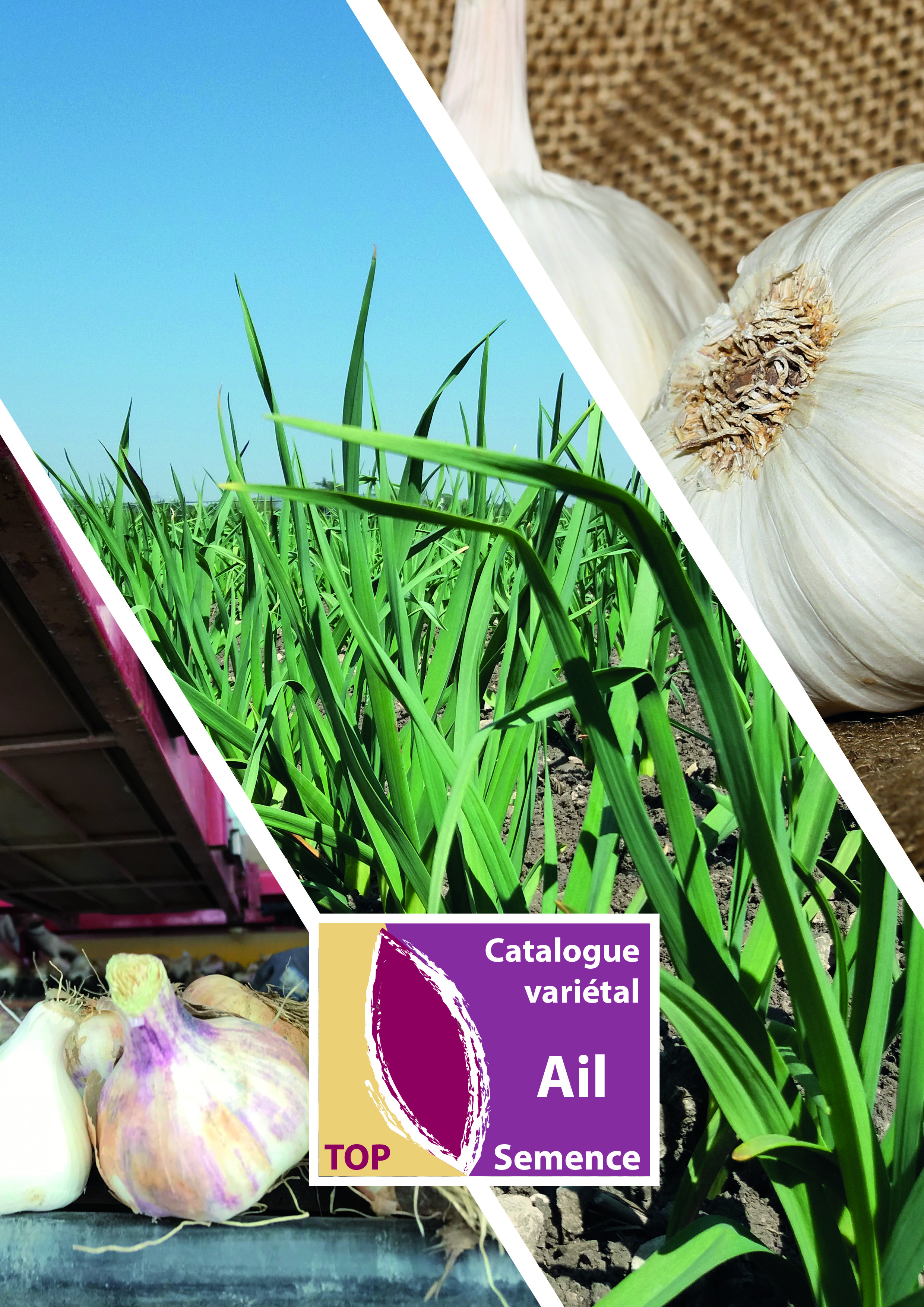 ail1