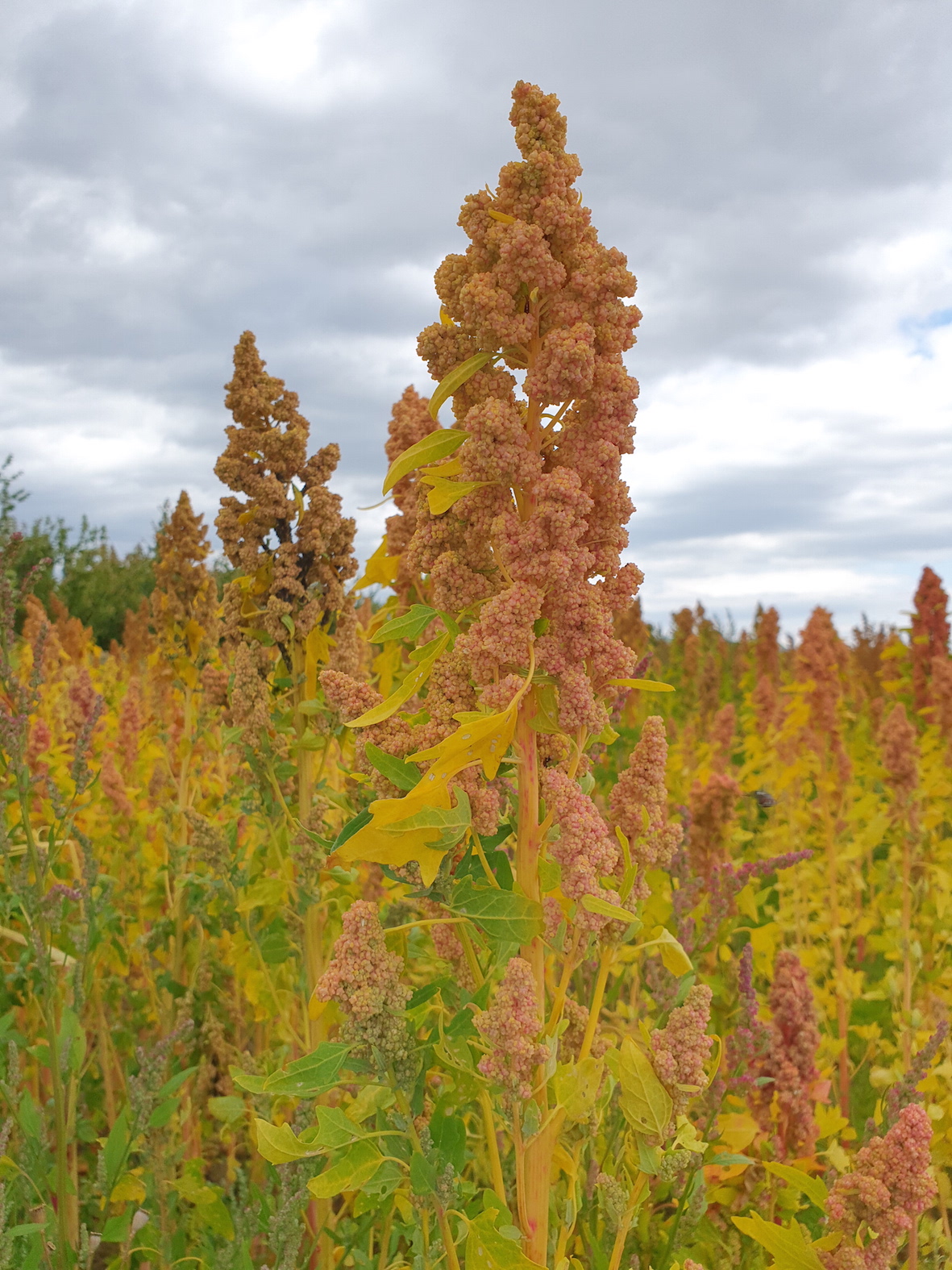 TOP Semence : Quinoa